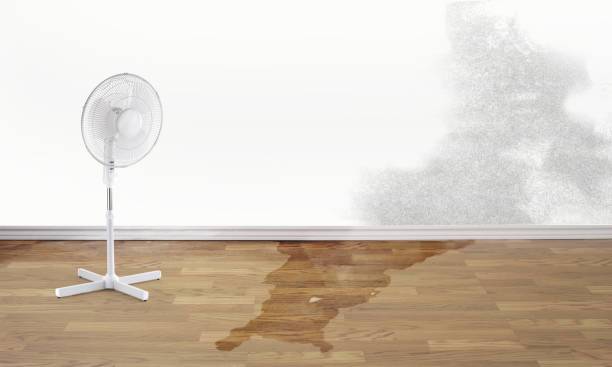 Best Ceiling water damage repair  in Rushvle, IL